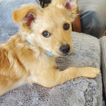 Luca -  Terrier Dog for Adoption in Snyder, Texas - Luca | PetCurious