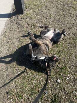 Mixed Breed Dogs Available for Adoption in Montreal, Quebec - Prune | PetCurious