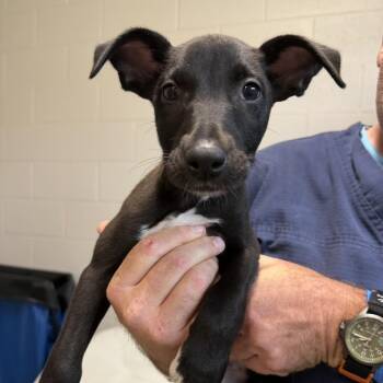 Belgian Shepherd Malinois and Pit Bull Terrier Dogs Available for Adoption in Englewood, Florida - Plum | PetCurious