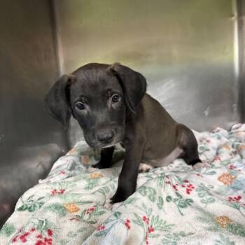 Jada Reeves 3868 -  Hound Dog for Adoption in Loxahatchee Groves, Florida - Jada Reeves 3868 | PetCurious