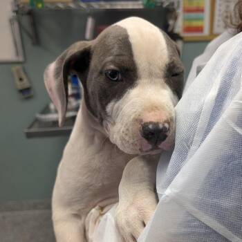 Labrador Retriever and Mixed Breed Dogs Available for Adoption in Greenville, South Carolina - Trunk | PetCurious