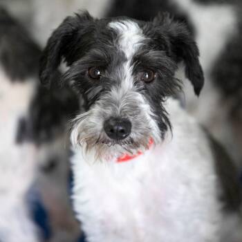 Miniature Schnauzer Dogs Available for Adoption in Peyton, Colorado - Mama Ritz (JN25-475) | PetCurious