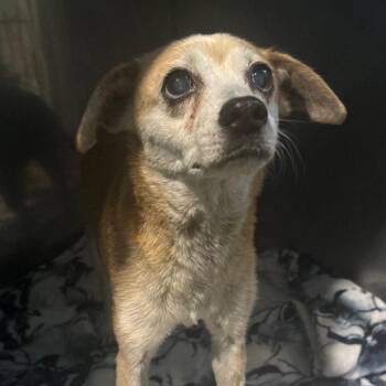 Granny HW+ -  Chihuahua and Terrier Dog for Adoption in Tampa, Florida - Granny HW+ | PetCurious