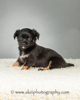 Louie - Puppy - Coming Late August -  Chihuahua Dog for Adoption in Plano, Texas - Louie - Puppy - Coming Late August | PetCurious