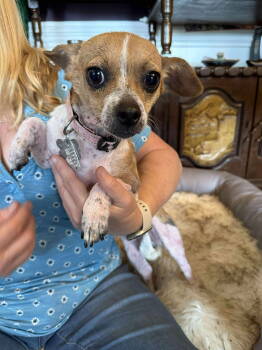 Rescue Chihuahua and Jack Russell Terrier Dogs for Adoption in Holly Springs, North Carolina - Lily | PetCurious