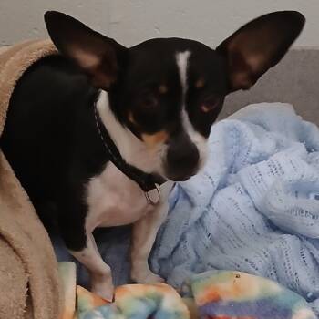 Buji -  Chihuahua Dog for Adoption in Chattanooga, Tennessee - Buji | PetCurious