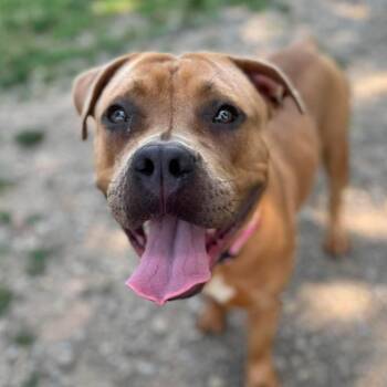 Jasmine -  Pit Bull Terrier Dog for Adoption in Buffalo, New York - Jasmine | PetCurious