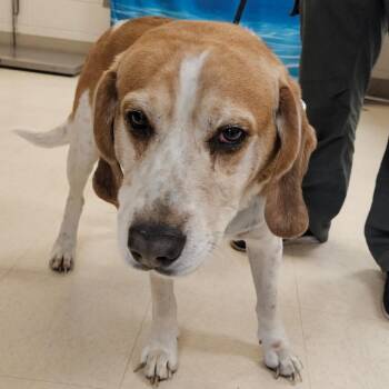 Mixed Breed Dogs Available for Adoption - Nico | PetCurious