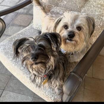 Simon and Snookie -  Havanese and Yorkshire Terrier Dog for Adoption in Santa Monica, California - Simon And Snookie | PetCurious