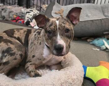Beans -  French Bulldog and English Bulldog Dog for Adoption in Manvel, Texas - Beans | PetCurious