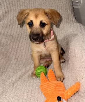 Carolina Dog and Shepherd Dogs Available for Adoption - Winifred | PetCurious