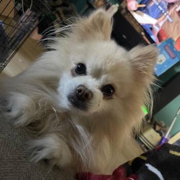 Pomeranian Dogs Available for Adoption - Dexter | PetCurious