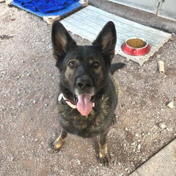 Eve (26-354) -  German Shepherd Dog Dog for Adoption in New Ringgold, Pennsylvania - Eve (26-354) | PetCurious