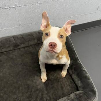 Pit Bull Terrier and Mixed Breed Dogs Available for Adoption - Spidey | PetCurious