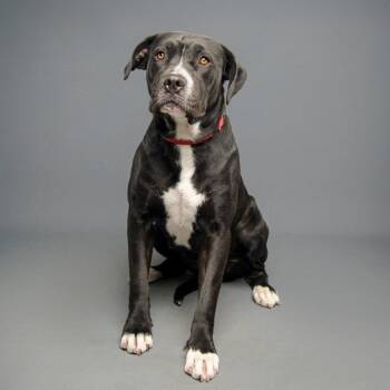 Pit Bull Terrier Dogs Available for Adoption - Pressure | PetCurious