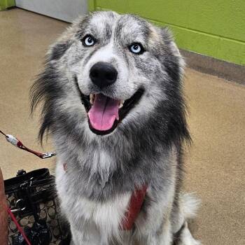 Kurt -  Mixed Breed Dog for Adoption in Corpus Christi, Texas - Kurt | PetCurious
