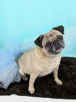 Junie -  Pug Dog for Adoption in Round Rock, Texas - Junie | PetCurious