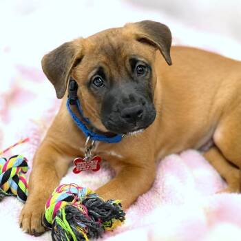 Austin -  Labrador Retriever and Black Mouth Cur Dog for Adoption in Boerne, Texas - Austin | PetCurious