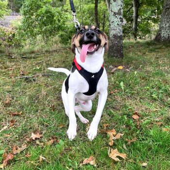 Theo -  Terrier Dog for Adoption in East Hampton, New York - Theo | PetCurious