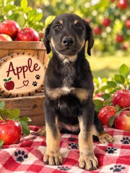 Apple (Orchard Litter) -  Australian Shepherd and Black Labrador Retriever Dog for Adoption in Woodside, California - Apple (Orchard Litter) | PetCurious