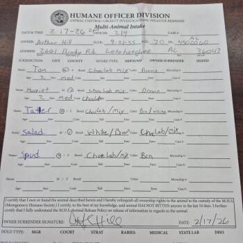 Chocolate Labrador Retriever Dogs Available for Adoption - Spud | PetCurious