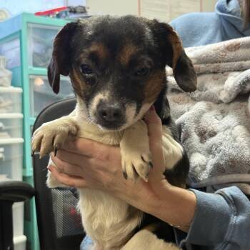 Jack Russell Terrier and Chihuahua Dogs Available for Adoption - Lion | PetCurious