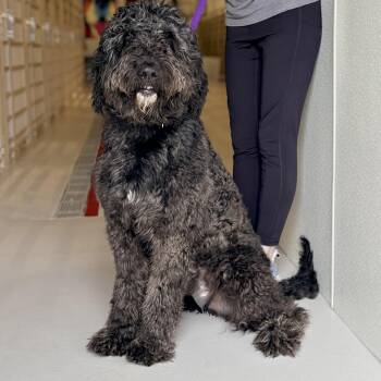 Labradoodle Dogs Available for Adoption in Chicago, Illinois - Barkley | PetCurious