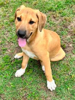 Mixed Breed Dogs Available for Adoption in Taycheedah, Wisconsin - Wahoo | PetCurious