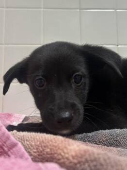 Green Tea -  Labrador Retriever and German Shepherd Dog Dog for Adoption in San Antonio, Texas - Green Tea | PetCurious