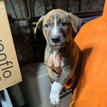 Mixed Breed Dogs Available for Adoption in Dekalb, Illinois - Richard | PetCurious