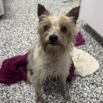 Hera -  Yorkshire Terrier Dog for Adoption in St. Louis, Missouri - Hera | PetCurious