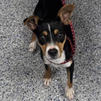 Mixed Breed Dogs Available for Adoption in Greenville, South Carolina - Little Prince | PetCurious