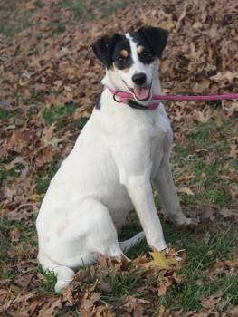 Rescue Terrier Dogs for Adoption in Marietta, Ohio - Polar | PetCurious