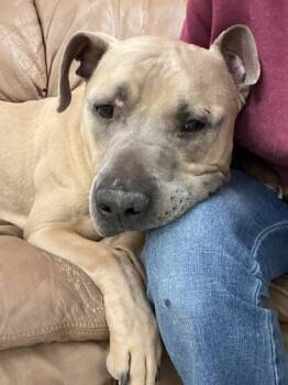 Jack -  Pit Bull Terrier and Mixed Breed Dog for Adoption in Fishers, Indiana - Jack | PetCurious