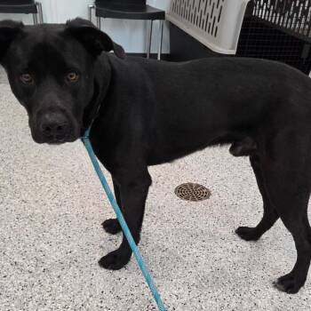 Lark -  Black Labrador Retriever and Australian Cattle Dog Blue Heeler Dog for Adoption in Breese, Illinois - Lark | PetCurious