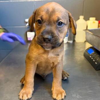TUSC-Stray-84671 -  Labrador Retriever and Mixed Breed Dog for Adoption in Tuscaloosa, Alabama - TUSC-Stray-84671 | PetCurious