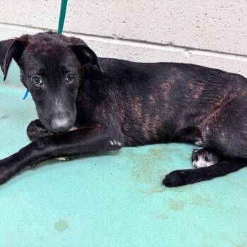 Ernie -  Mixed Breed Dog for Adoption in Memphis, Tennessee - Ernie | PetCurious