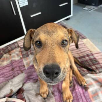 Chicken Nugget -  Shepherd Dog for Adoption in Torrey, Utah - Chicken Nugget | PetCurious