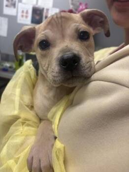 Pit Bull Terrier and Mixed Breed Dogs Available for Adoption - Fred | PetCurious