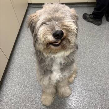 Baloo -  Sheep Dog Dog for Adoption in Batavia, Ohio - Baloo | PetCurious