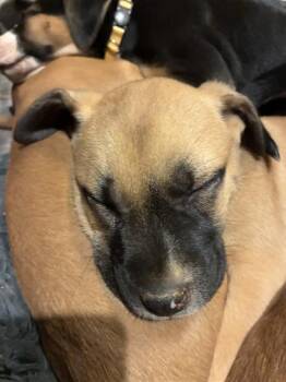 LARK -  Rottweiler and Labrador Retriever Dog for Adoption in Charlotte, North Carolina - LARK | PetCurious
