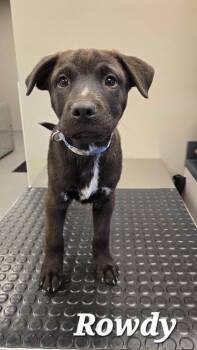 Rowdy  Yrly 440 -  Hound Dog for Adoption in Sidney, Ohio - Rowdy  Yrly 440 | PetCurious