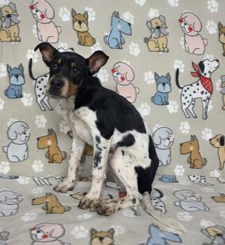 Rescue Jack Russell Terrier and Terrier Dogs for Adoption in Dallas, Georgia - Nellie | PetCurious