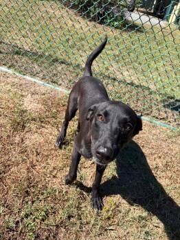Katherine -  Labrador Retriever Dog for Adoption in Little Rock, Arkansas - Katherine | PetCurious