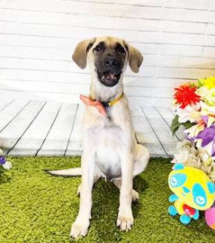 JOMO -  Labrador Retriever Dog for Adoption in Castro Valley, California - JOMO | PetCurious