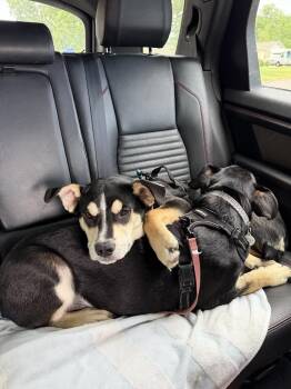 Ziggy -  Rottweiler Dog for Adoption in Denver, Colorado - Ziggy | PetCurious