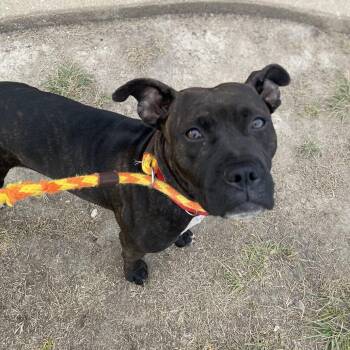 Lizzy Bennet -  Mixed Breed Dog for Adoption in St. Louis, Missouri - Lizzy Bennet | PetCurious