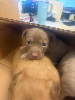 Mixed Breed Dogs Available for Adoption in Gallatin, Tennessee - Cain | PetCurious