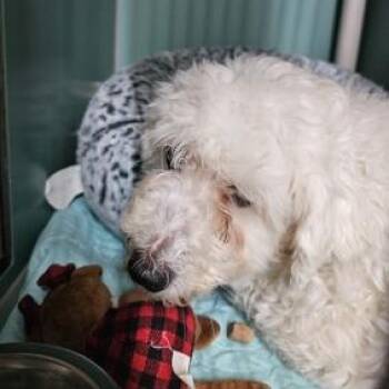 Mixed Breed Dogs Available for Adoption in New Fairfield, Connecticut - Pebbles | PetCurious