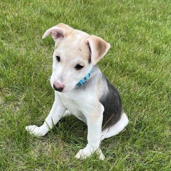 Sam -  Australian Cattle Dog Blue Heeler Dog Available for Adoption in Carroll, Iowa - Sam | PetCurious
